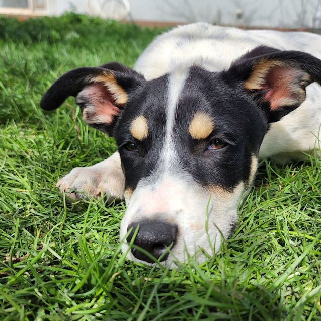 Photo of Tango