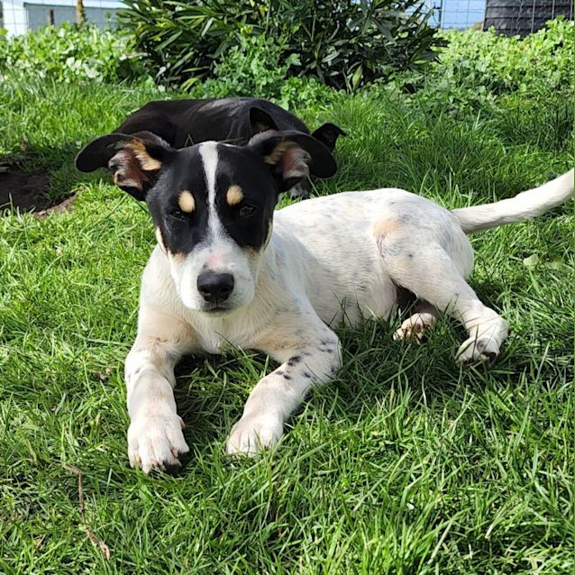 Photo of Tango