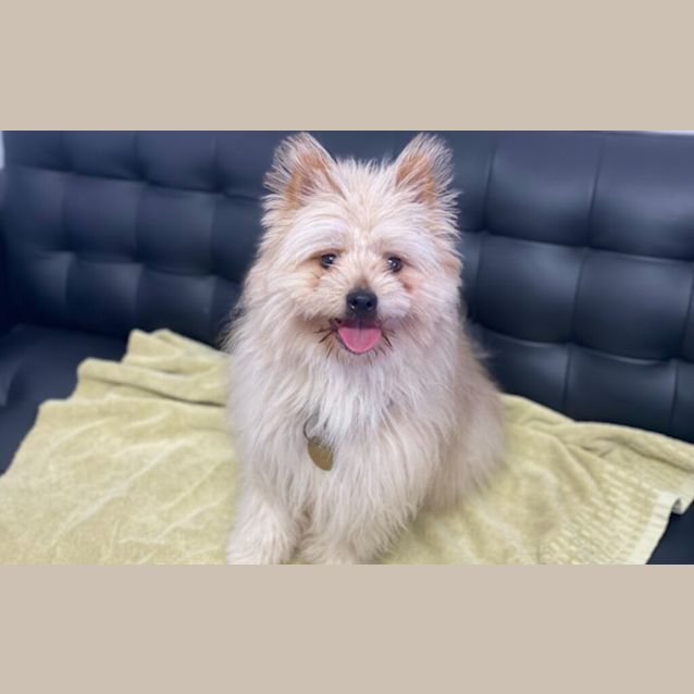 Photo of Bailey