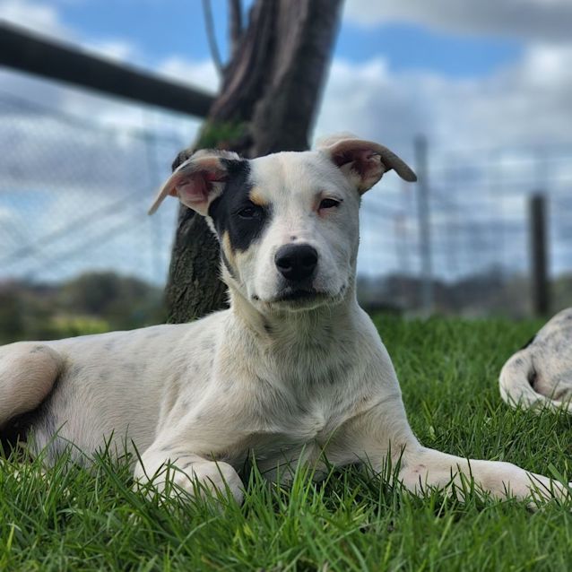 Photo of Echo