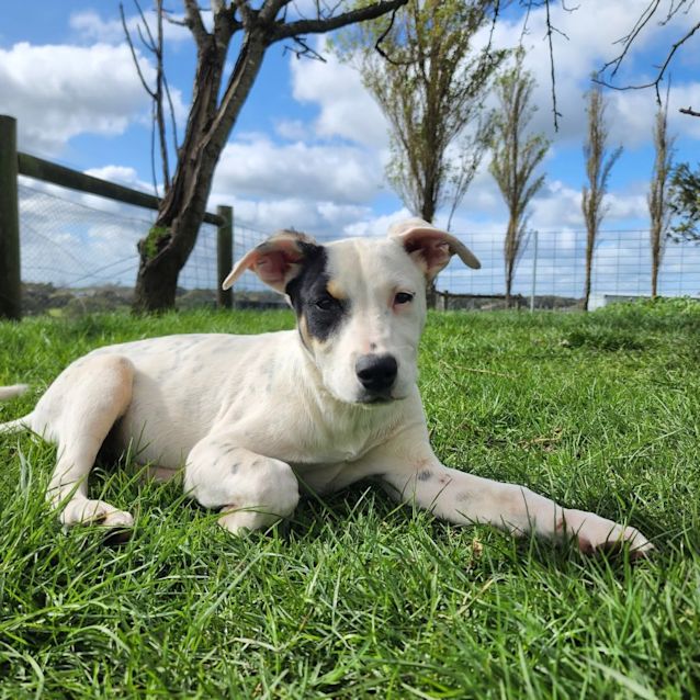 Photo of Echo