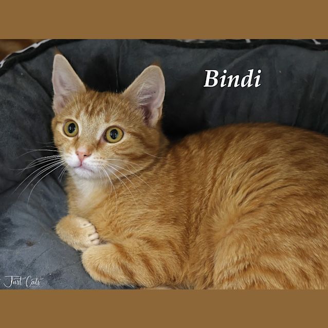 Photo of Bindi