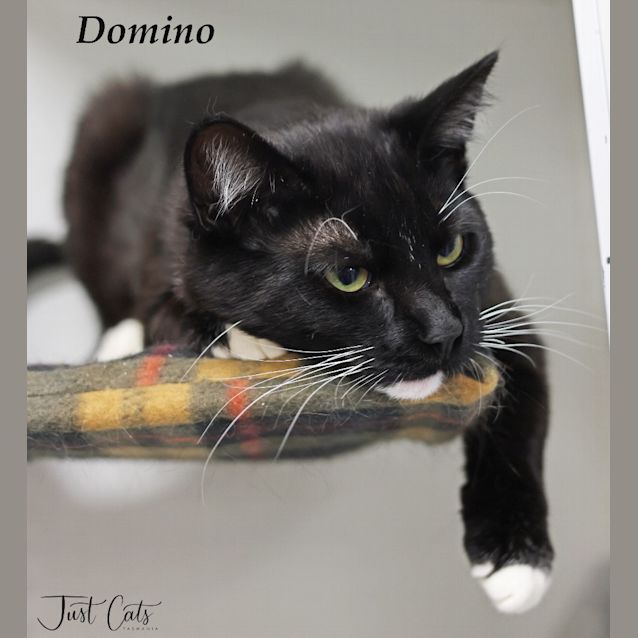 Photo of Domino
