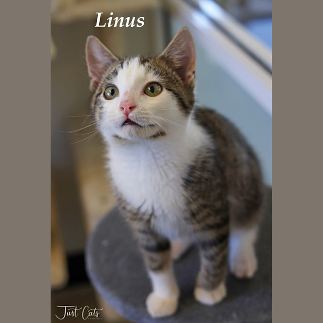 Photo of Linus