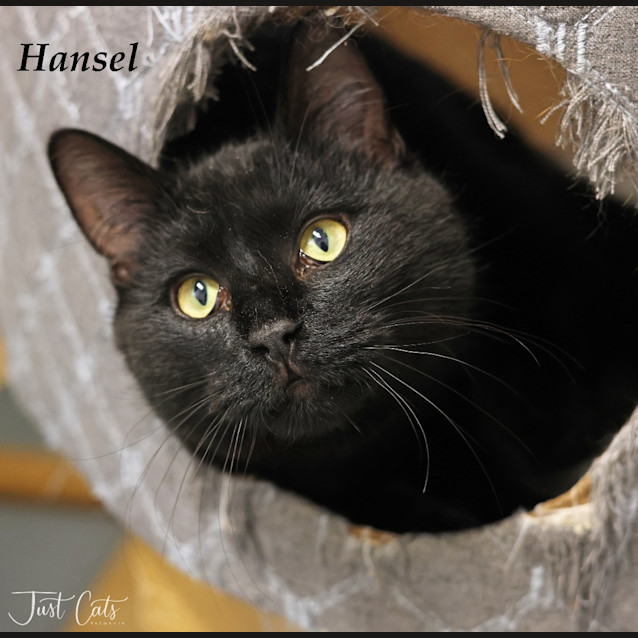 Photo of Hansel