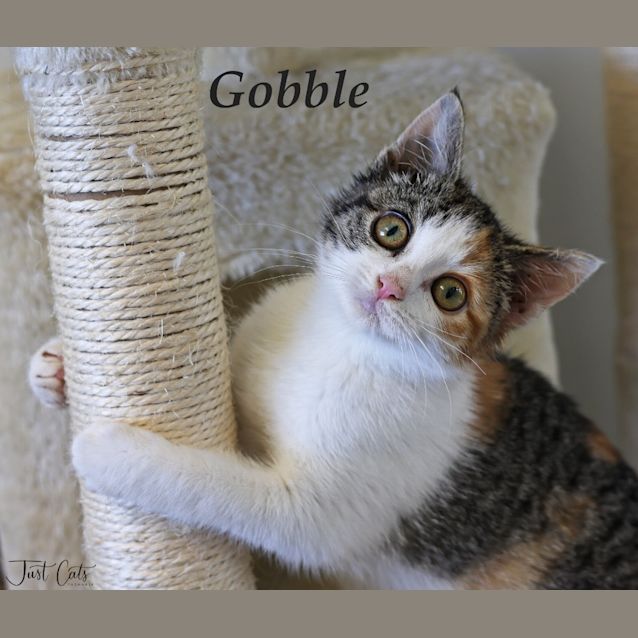 Photo of Gobble
