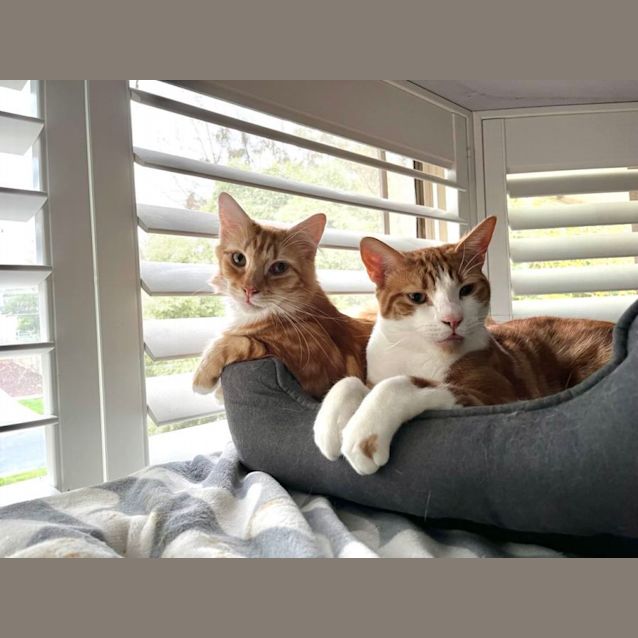 Photo of Cedric (Located In Croydon)