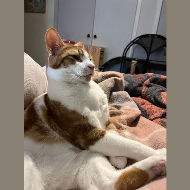 Photo of Cedric (Located In Croydon)