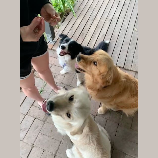 Photo of Maggie   1.5 Year Old Border Collie (Hold 15/9/23)