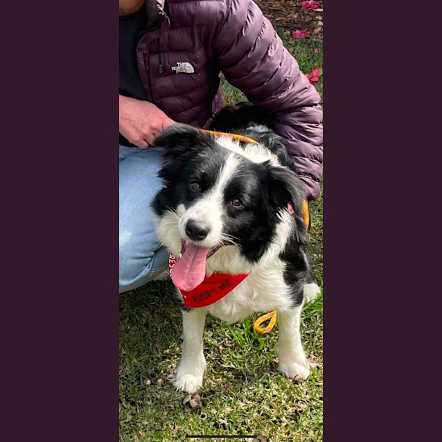 Photo of Maggie   1.5 Year Old Border Collie (Hold 15/9/23)