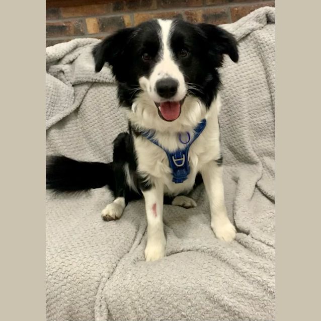 Photo of Maggie   1.5 Year Old Border Collie (Hold 15/9/23)