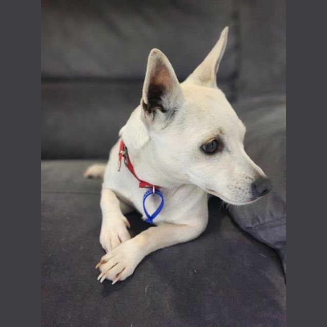 Photo of Sassy   2 Year Old Chihuahua X (Trial 17/9/23)