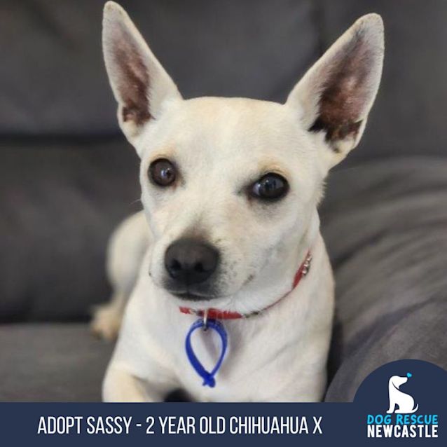 Photo of Sassy   2 Year Old Chihuahua X (Trial 17/9/23)