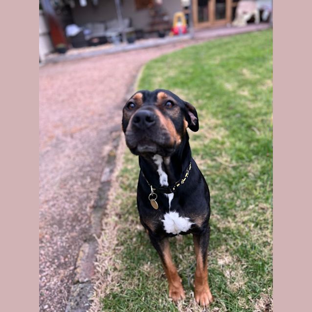 Photo of Gator