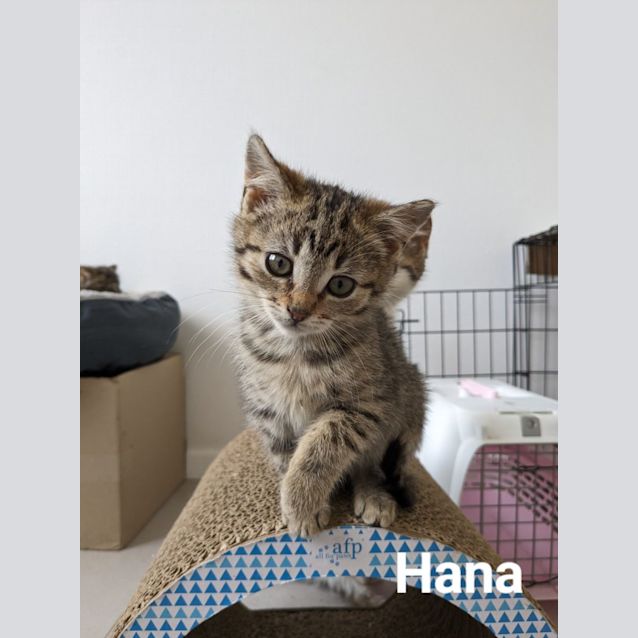 Photo of Hana