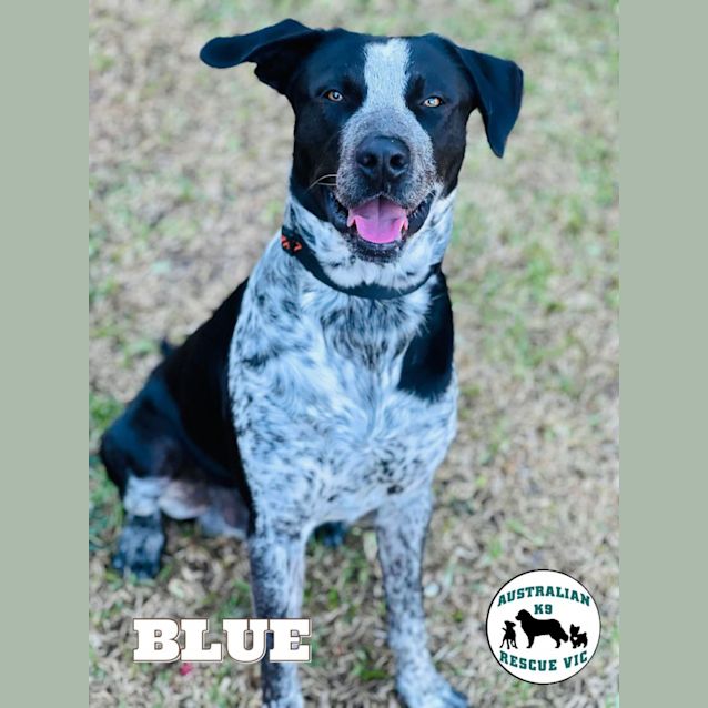 Photo of Blue 