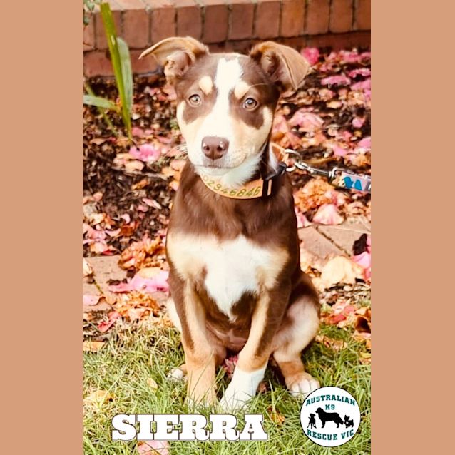 Photo of Sierra 