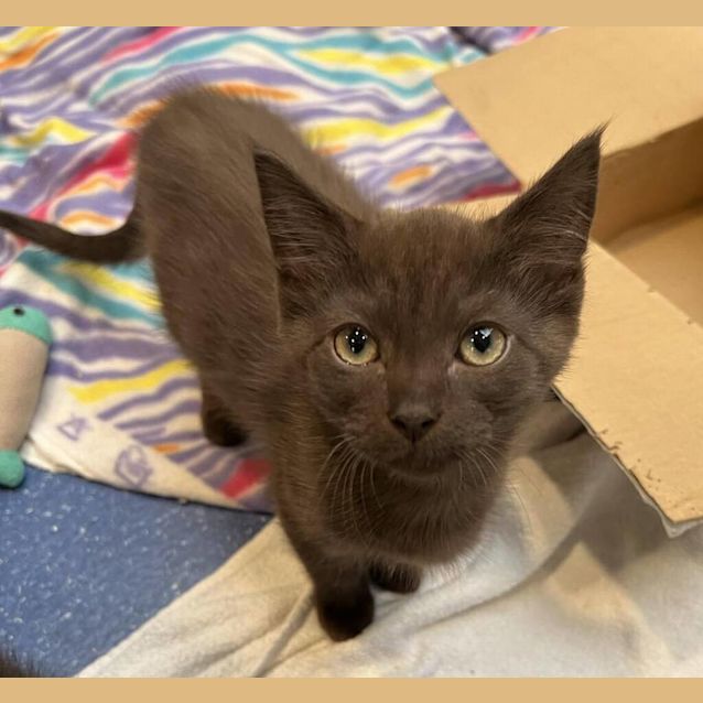 Photo of Opie