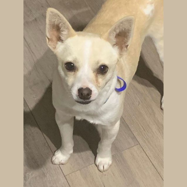 Stanley - 1 Year Old Chihuahua x Foxy (Trial) - Small Male Chihuahua Dog in  NSW - PetRescue