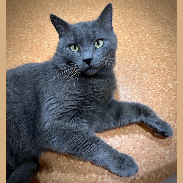 Photo of Cookie