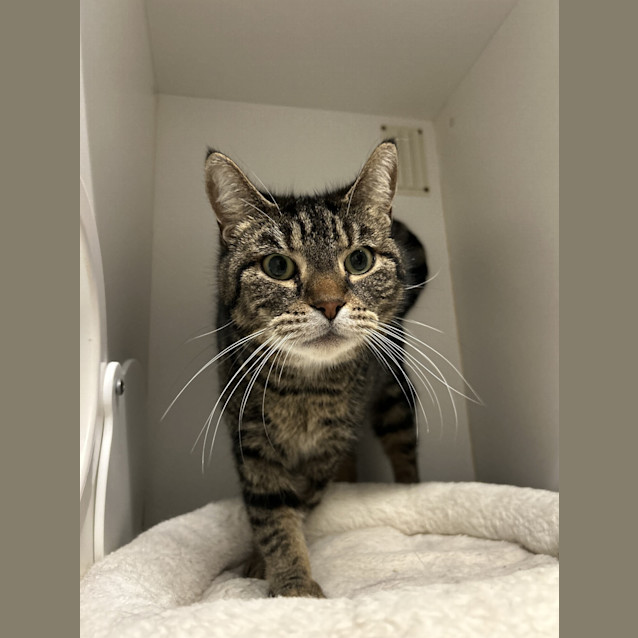 Photo of Tilly