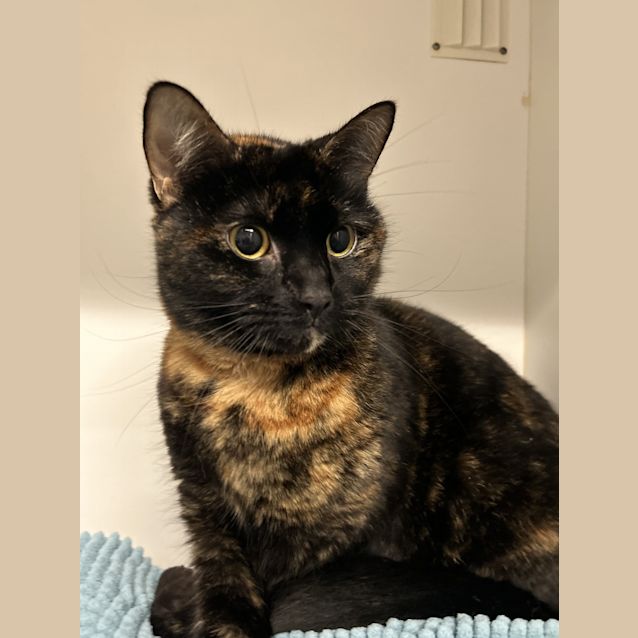 Photo of Quinzel
