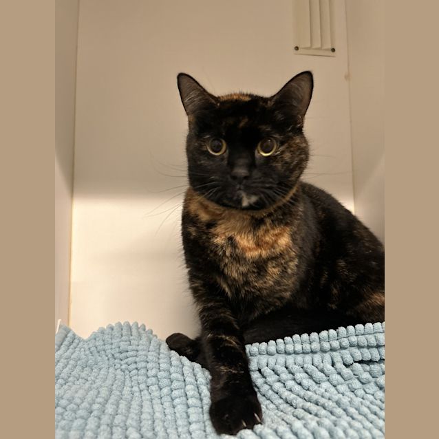 Photo of Quinzel