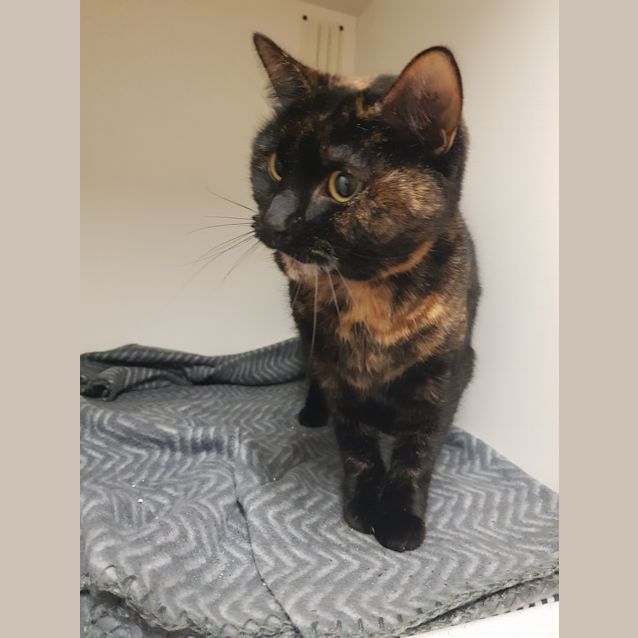 Photo of Quinzel