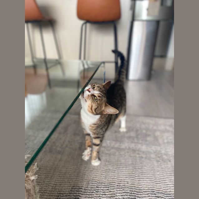 Photo of Bella