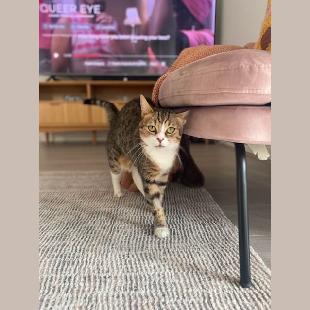 Photo of Bella