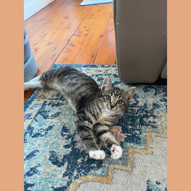 Photo of Mimosa