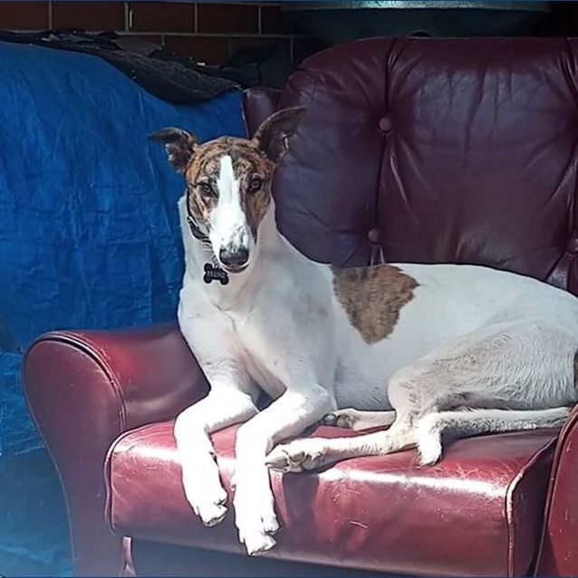 Photo of Bruno