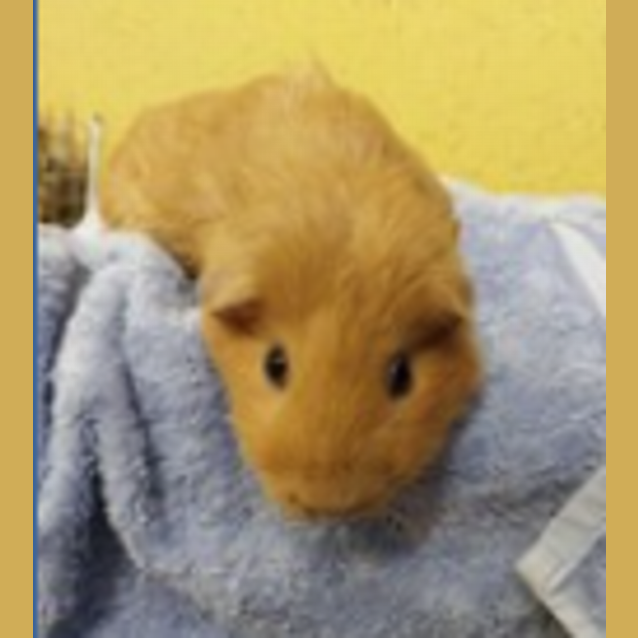 Photo of Peanut