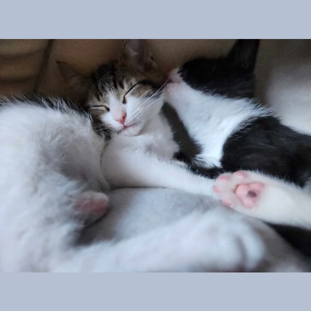 Photo of Tiny