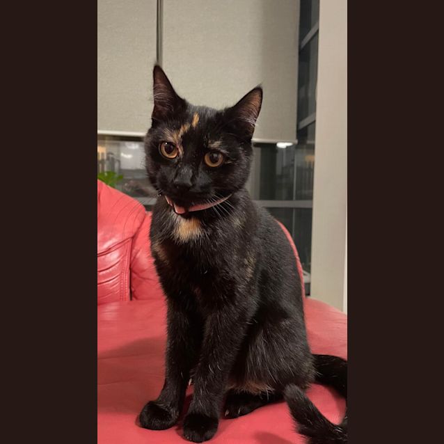 Photo of Rusty *9 Lives Project Rescue*