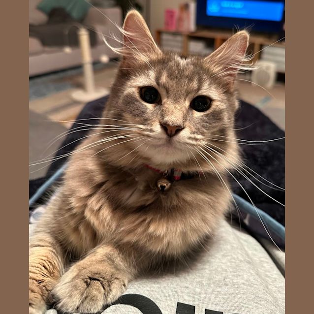 Photo of Fluffy