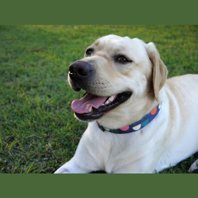 Photo of Poppy