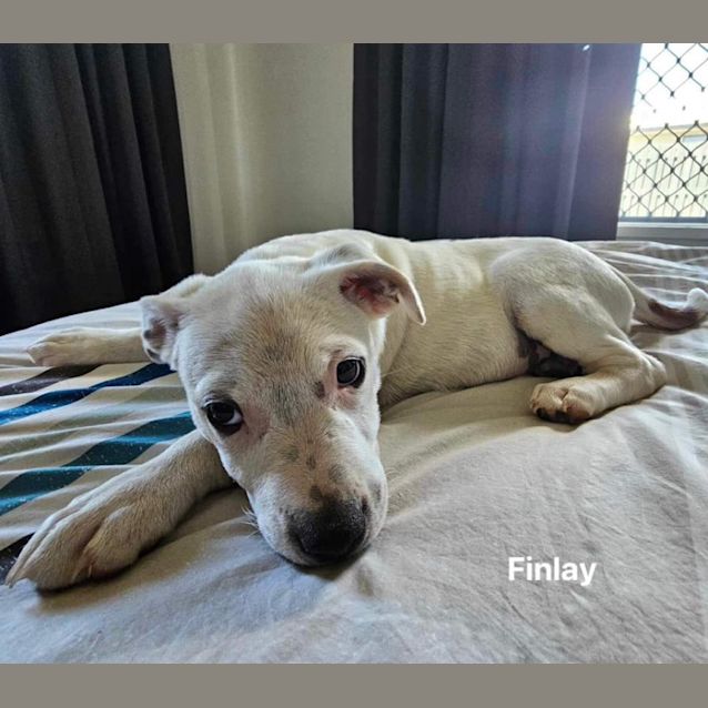 Photo of Finlay