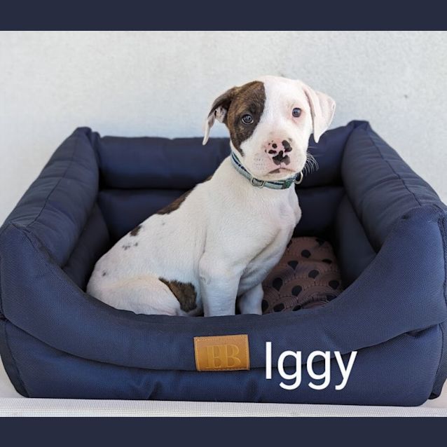 Photo of Iggy