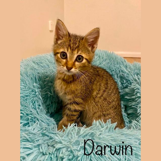 Photo of Darwin