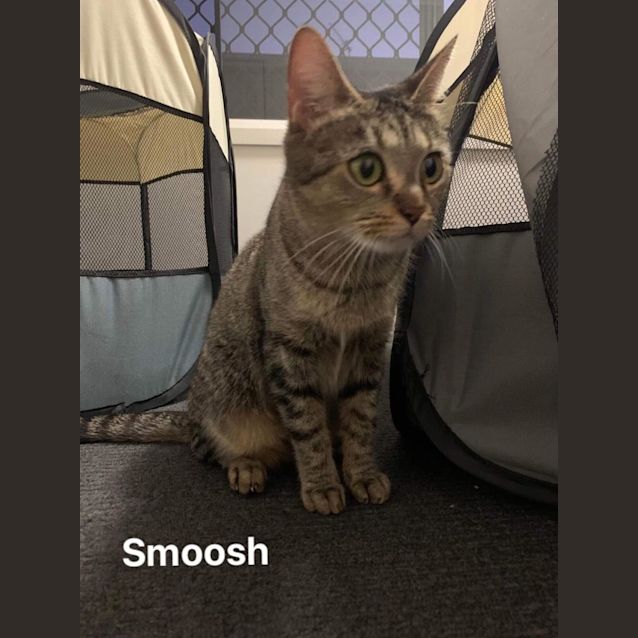 Photo of Smoosh & Muffin Gem