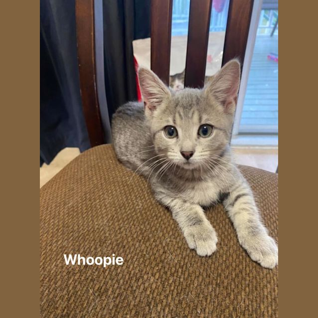 Photo of Whoopie