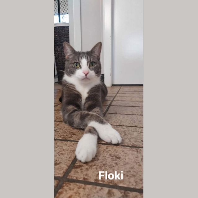 Photo of Floki