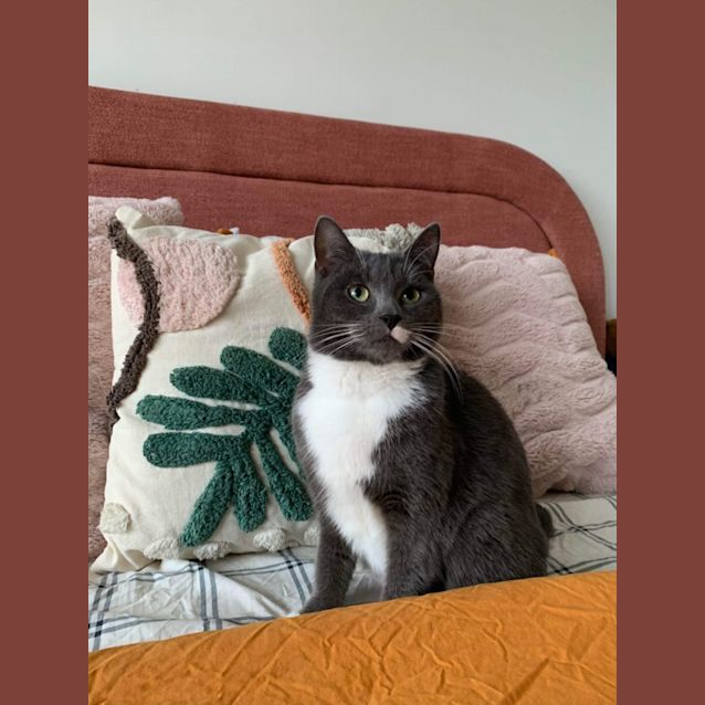 Photo of Pearl *9 Lives Project Rescue*