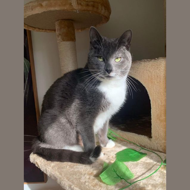 Photo of Pearl *9 Lives Project Rescue*