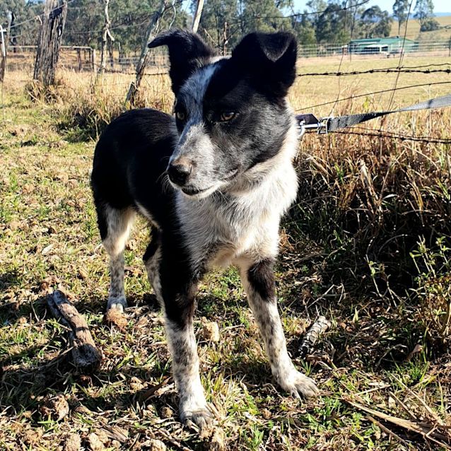 Photo of Banjo