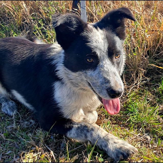 Photo of Banjo