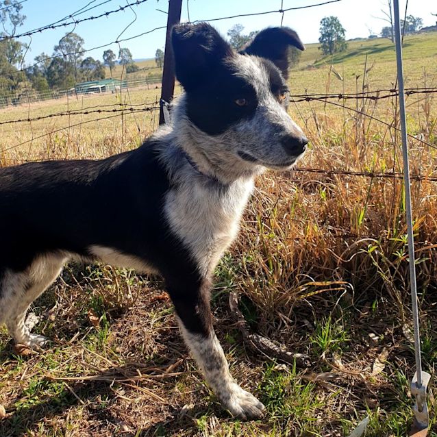 Photo of Banjo