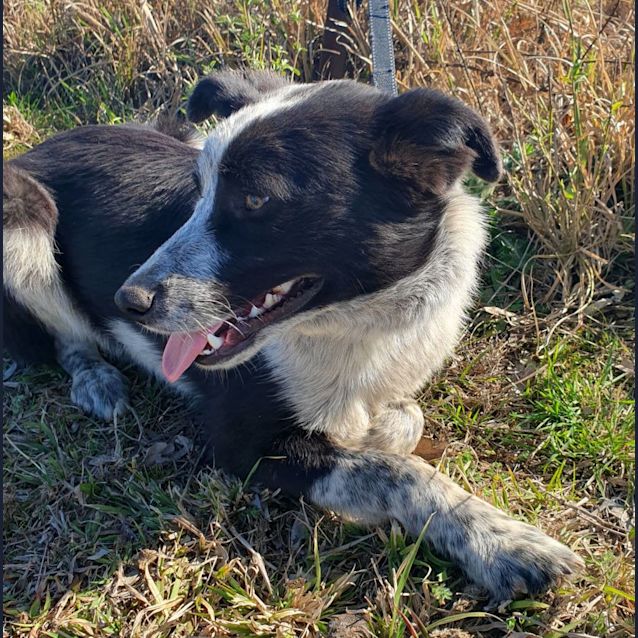 Photo of Banjo