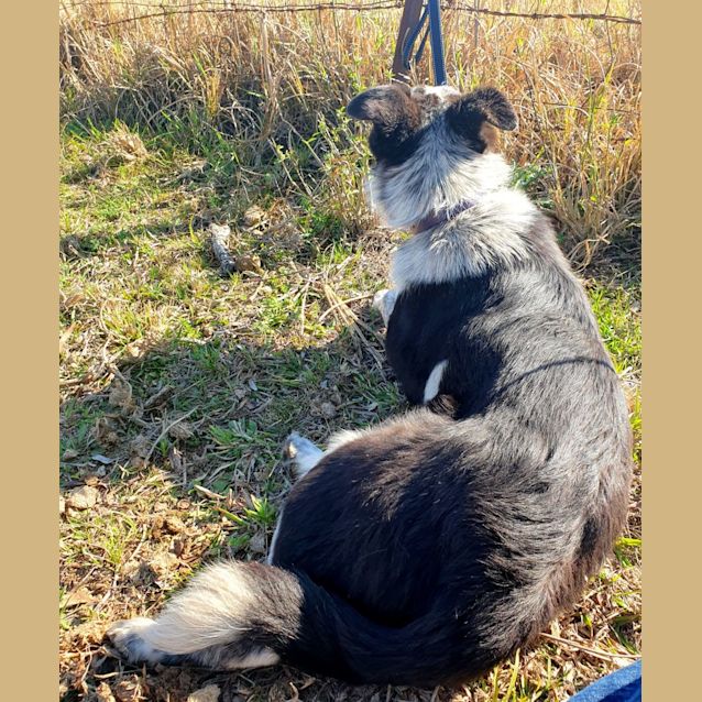 Photo of Banjo